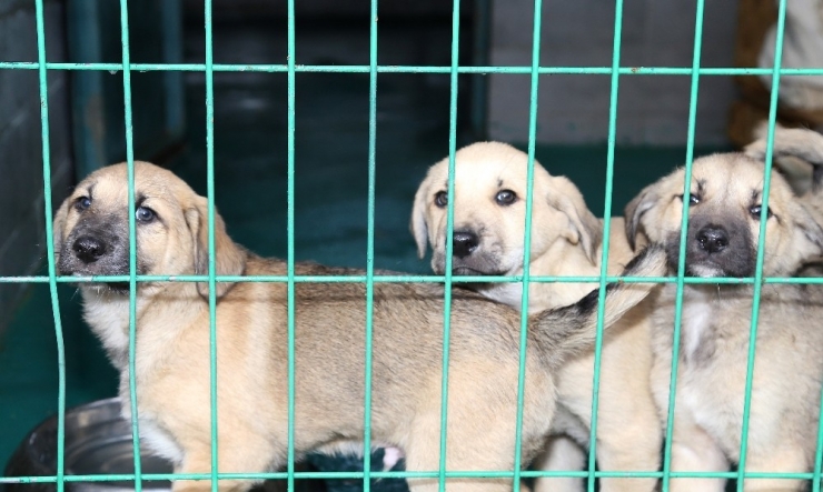 Çankaya Belediyesinden Bin 3 Hayvana Yeni Yuva
