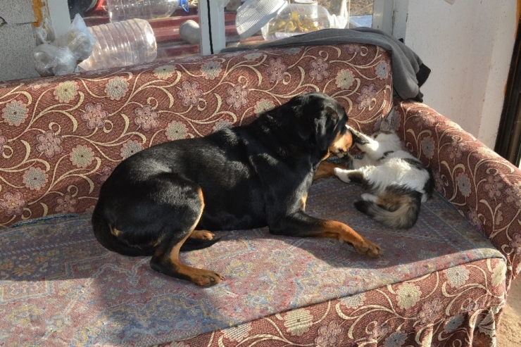Kedi İle Köpeğin Dostluğu Görenleri Şaşırtıyor
