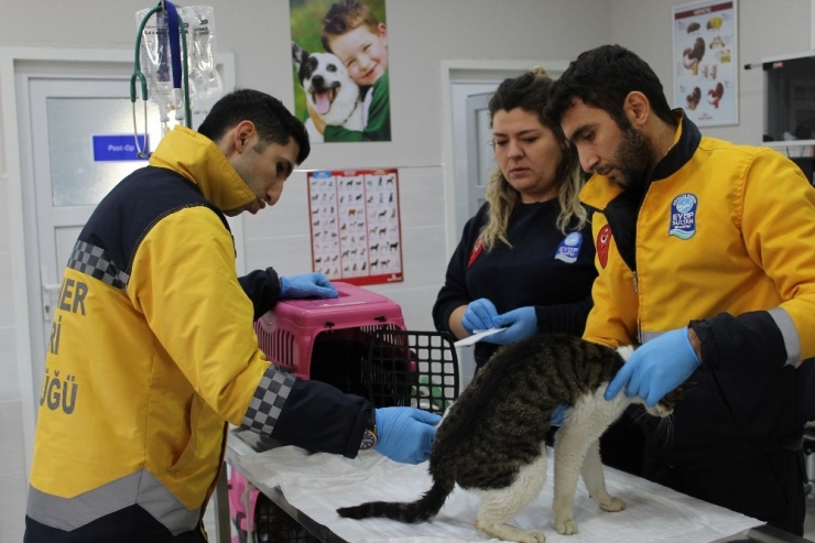 Eyüpsultan’da 2019 Yılında 6 Bin Sokak Hayvanı Tedavi Edildi