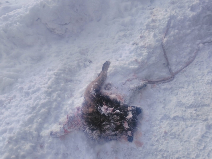 Başkale’de Yiyecek Arayan Kurtlar Köpeği Parçaladı