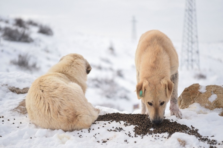 Ankara Büyükşehir Belediyesi Sokak Hayvanları İçin İlk Kez Hizmet İçi Eğitim Çalışması Başlattı
