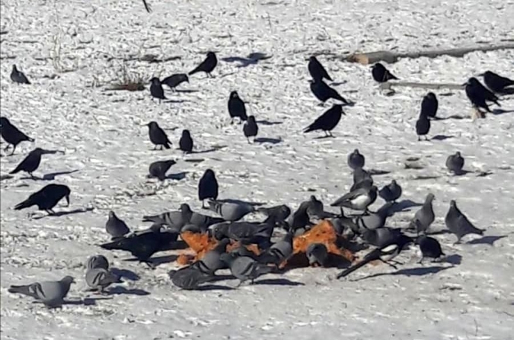 Bayburt’ta Sokak Hayvanlarına Yem Bırakıldı