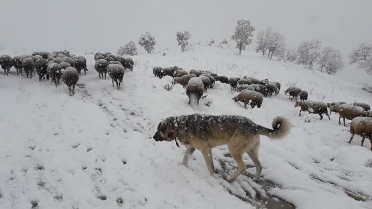 Büyükorhan Halkı Güne Kar Sürpriziyle Uyandı