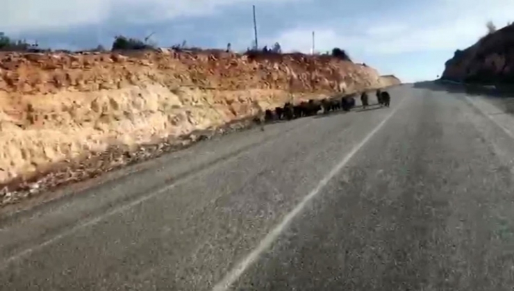 Kara Yoluna Çıkan Domuz Sürüsünün Şaşırtıcı Görüntüsü