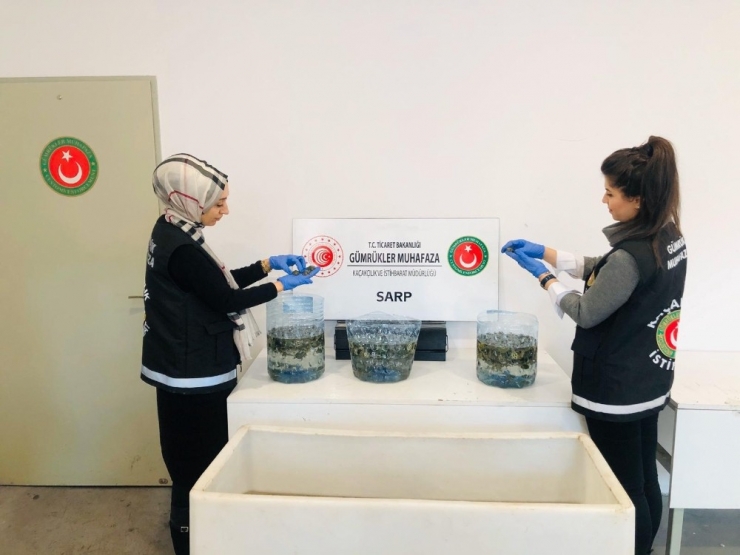 Sarp Sınır Kapısı’ndan 5 Bin 450 Adet Su Kaplumbağasını Türkiye’ye Böyle Geçirmeye Çalışmış