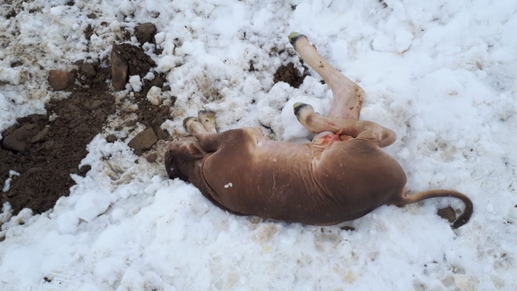 Kardan Dolayı Ahır Çöktü, 4 Hayvan Telef Oldu