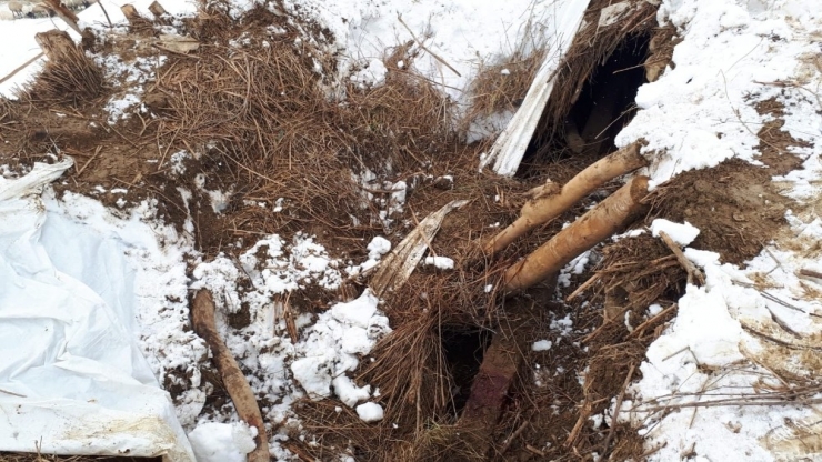 Kardan Dolayı Ahır Çöktü, 4 Hayvan Telef Oldu