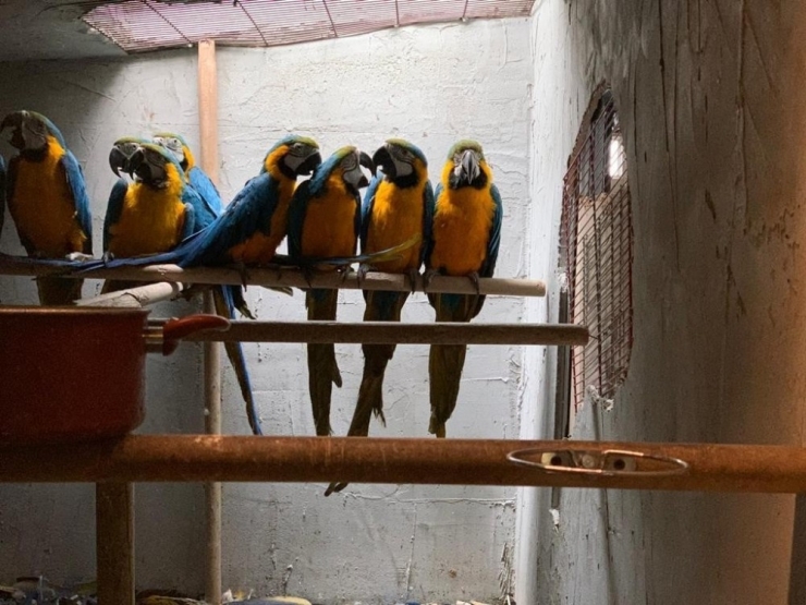 İstanbul’da Papağan Operasyonu