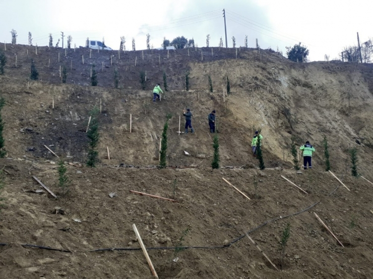 Ulaşlı’da Toprak Kayması Yaşanan Arazi Ağaçlandırıldı