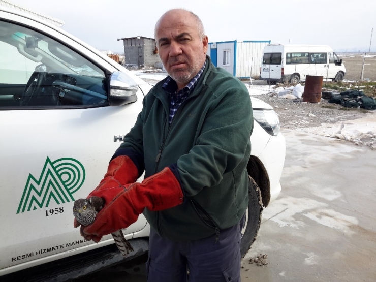 Yaralı Halde Bulunan Atmaca Tedavi Altına Alındı