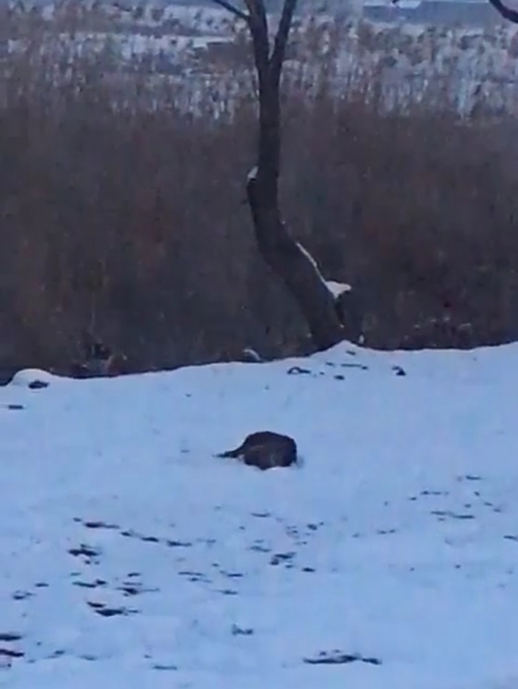 Su Samurlarının Kavgası Kameraya Yansıdı