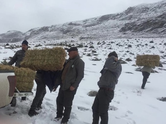 Niğde’de Dağ Keçileri Yemlendi