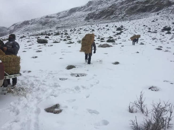 Niğde’de Dağ Keçileri Yemlendi