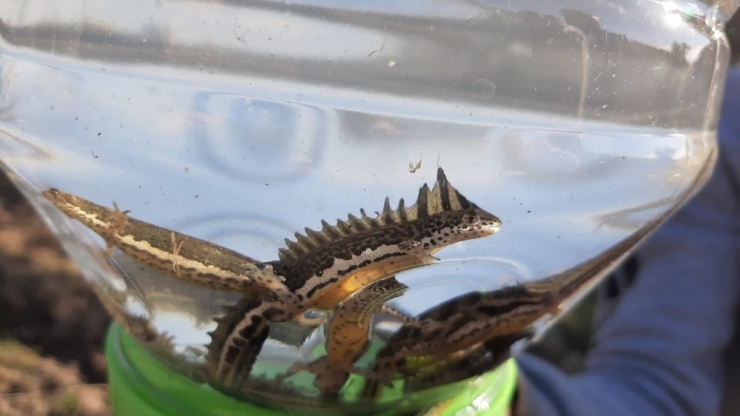 Su Ejderhası Sandıkları Şeritli Semender Çıktı