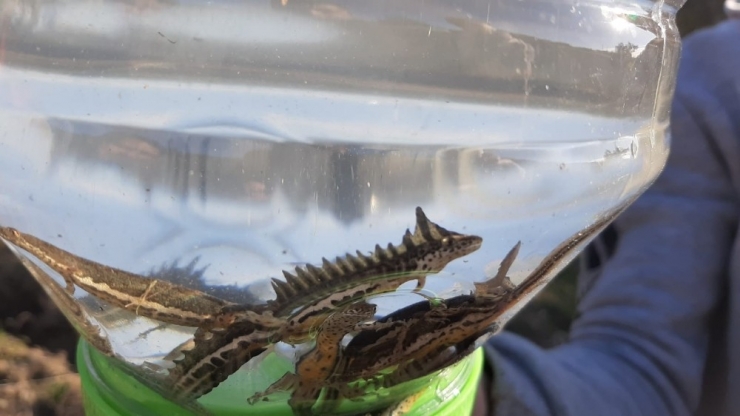 Su Ejderhası Sandıkları Şeritli Semender Çıktı