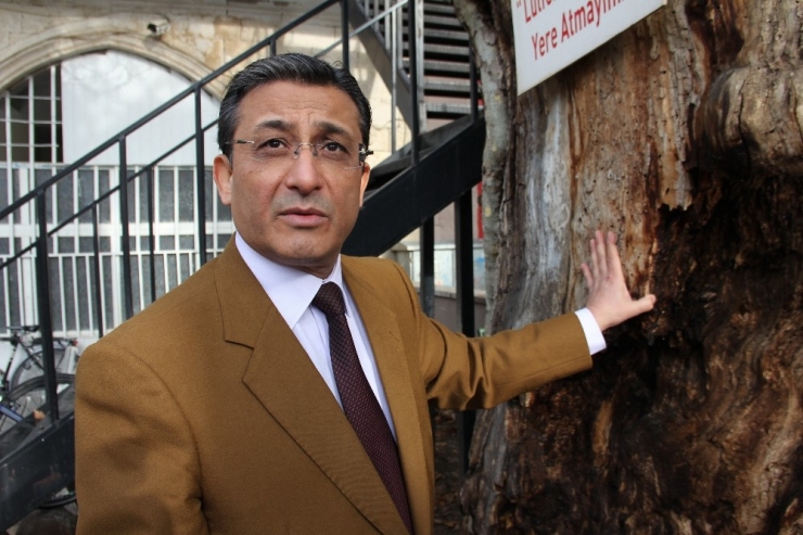 400 Yıllık Anıt Ağaç Kurtarılabilecek