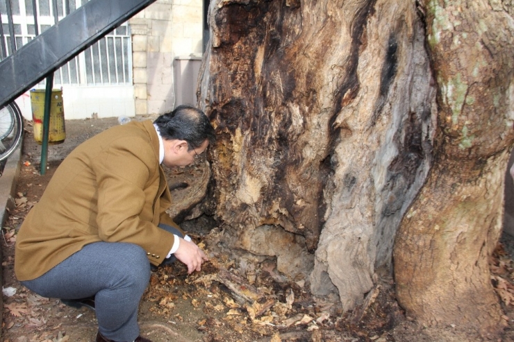 400 Yıllık Anıt Ağaç Kurtarılabilecek