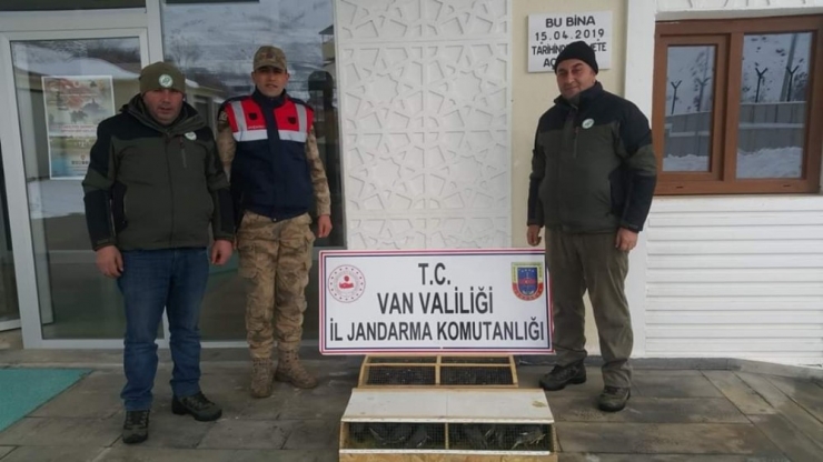 Van’da 75 Common Myna Kuşu Ele Geçirildi