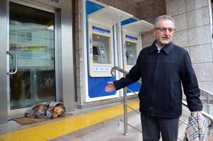 Soğuktan Üşüyen Köpek Şalla Örtüldü