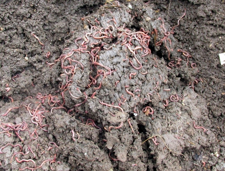 Zeytin Karasuyu Altına Çevrilebilir