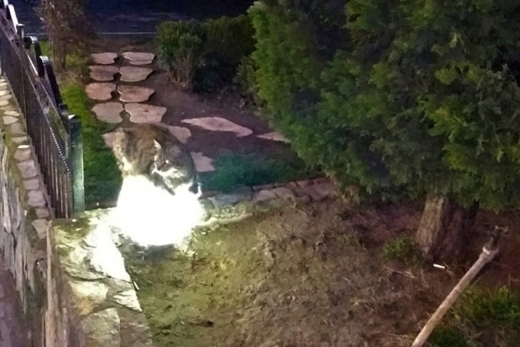 Sokakta Üşüyen Kedi Isınmak İçin Bu Yolu Seçti