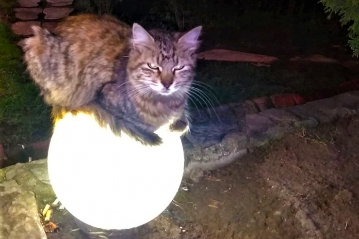 Sokakta Üşüyen Kedi Isınmak İçin Bu Yolu Seçti