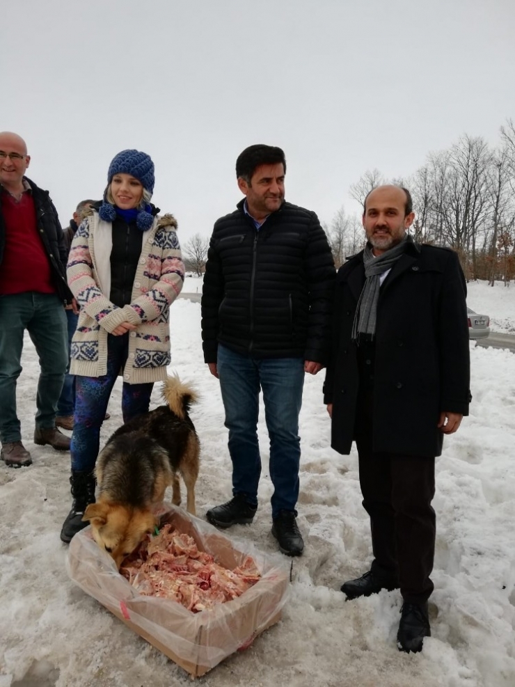 Kara Kışta Sokak Hayvanlarını Unutmadılar