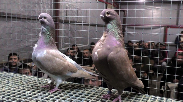 Egeli Güvercin Yetiştiricileri Nazilli’deki Mezatta Buluştu