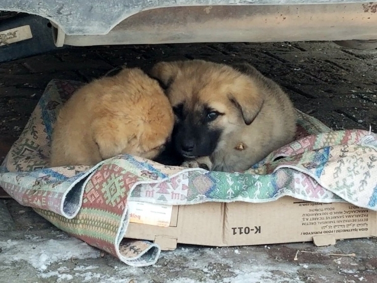 Yavru Köpeklerin Soğukta Yaşam Mücadelesi Yürek Burktu