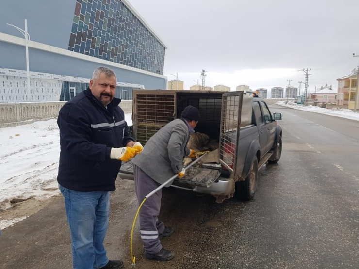 Yaralı Halde Bulunan Köpek, Tedavi Altına Alındı