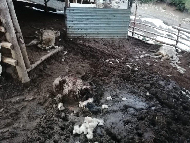 Ağıla Giren Köpekler 10 Koyunu Telef Etti