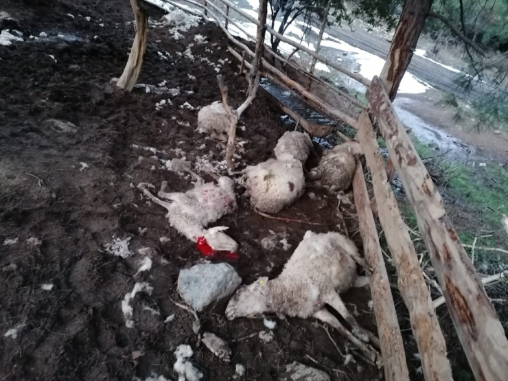 Ağıla Giren Köpekler 10 Koyunu Telef Etti