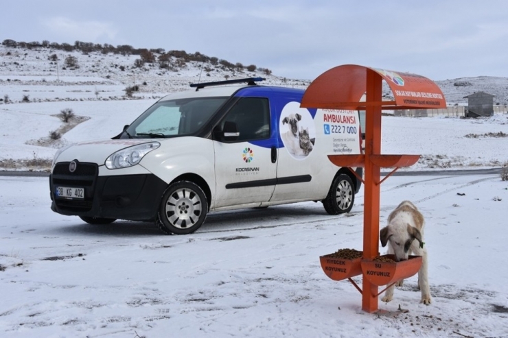 Kocasinan Belediyesi’nden Sokak Hayvanları İçin Seferberlik