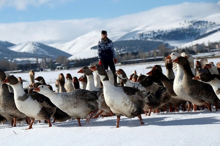 Ankara’da Kars, Ardahan, Iğdır Günleri Başlıyor