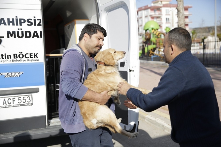 Üşüyen Köpek Yolcularla Şehir Turu Attı