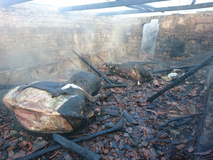 Dam Yangınında 5 Hayvan Telef Oldu