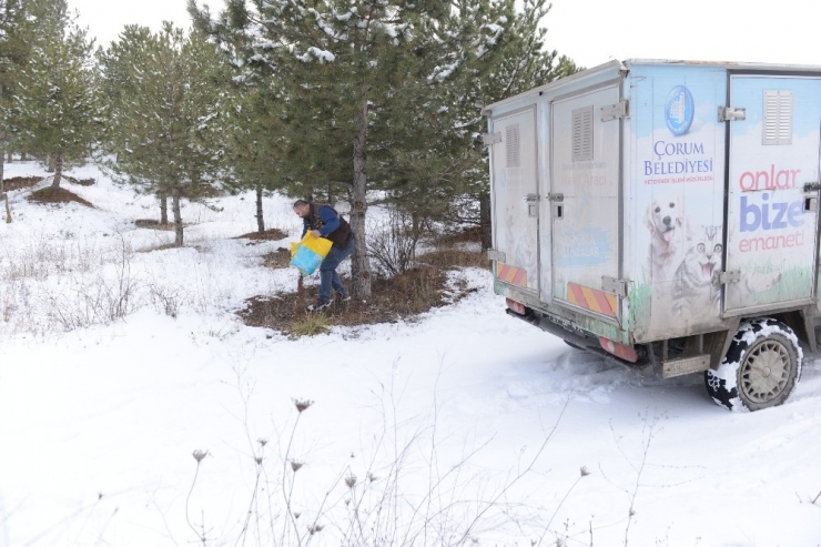 Çorum Belediyesi’nden Yaban Hayvanlarına Yem