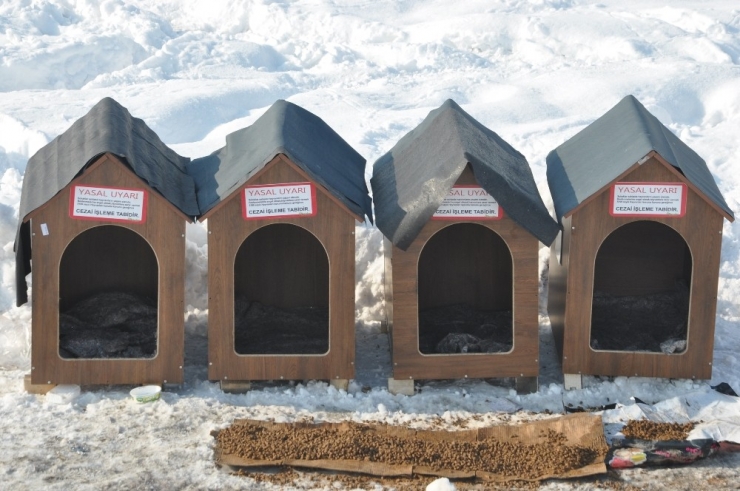 Avustralya’dan Yüksekova’ya Köpek Barınağı