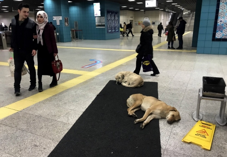 Köpekler Isınmak İçin Marmaray’a Sığındı