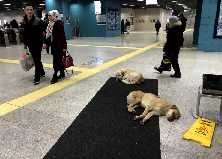 Köpekler Isınmak İçin Marmaray’a Sığındı