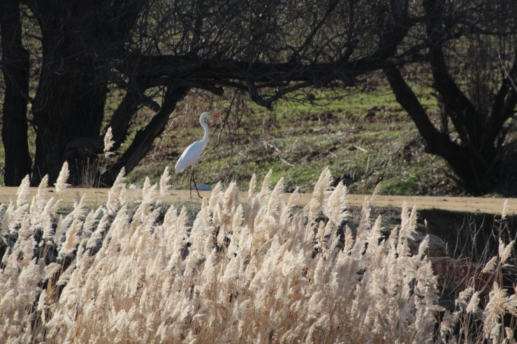 Kırıkkale’de Su Kuşu Sayımı Yapıldı