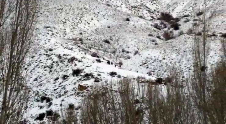 Aç Kalan Yaban Domuzları Şehre İndi