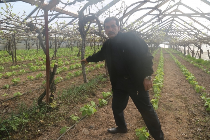 Vicdanları Sızlatan Orman Katliamı