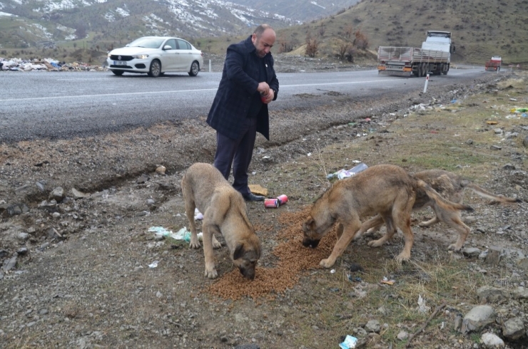 7 Yıldır Yaban Hayvanlarını Besliyor