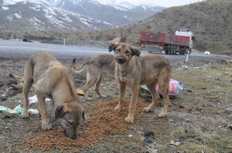 7 Yıldır Yaban Hayvanlarını Besliyor