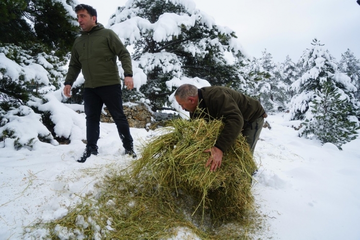 Tokat’ta Yaban Hayvanları İçin 5 Ton Yem