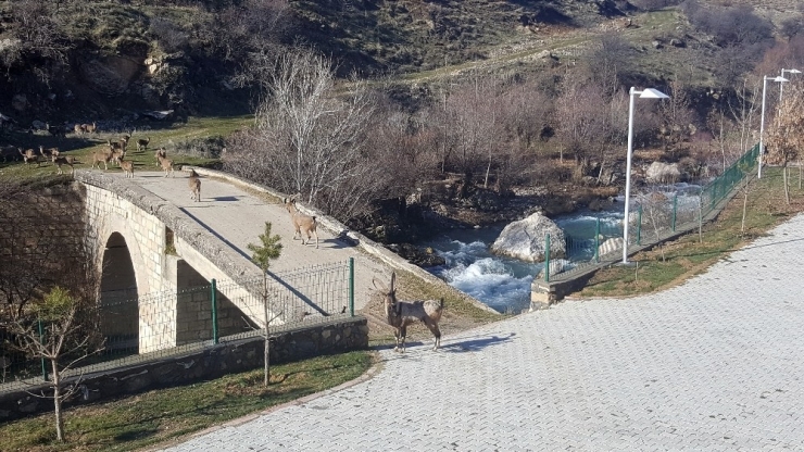 Sürü Halindeki Yaban Keçileri Güneşin Tadını Çıkarttı