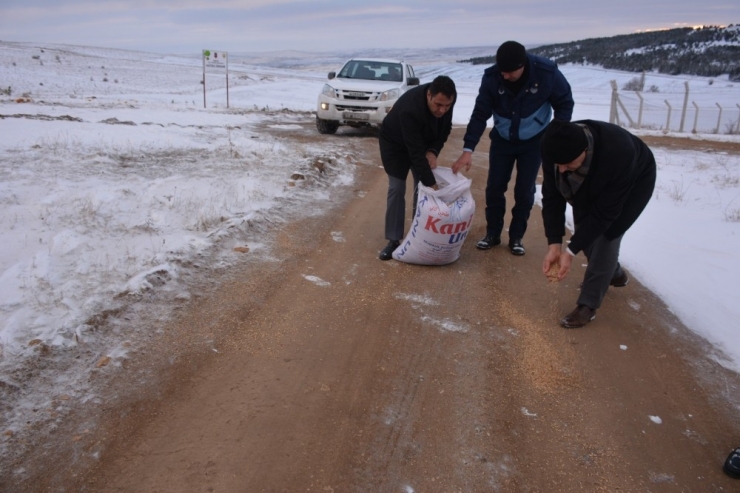 Sorgun’da Sokak Hayvanları İçin Doğaya Yiyecek Bırakıldı