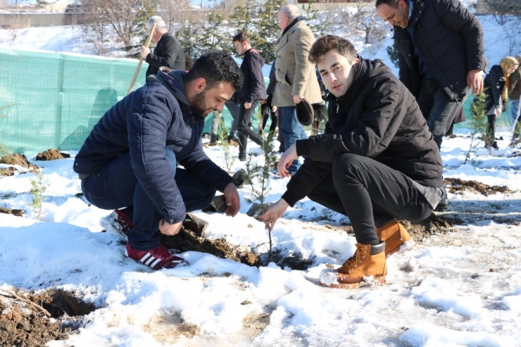 Fidanlar ‘Toprak Dede’ Anısına Dikildi