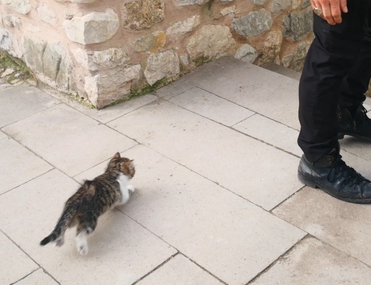 Köpekten Korkan Yavru Kedi Önce Boruya, Daha Sonra Tel Örgüye Sıkıştı